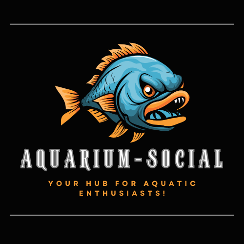 Best aquarium store in Pune 6
