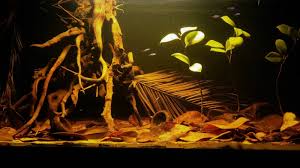 Best aquarium store in Pune 4
