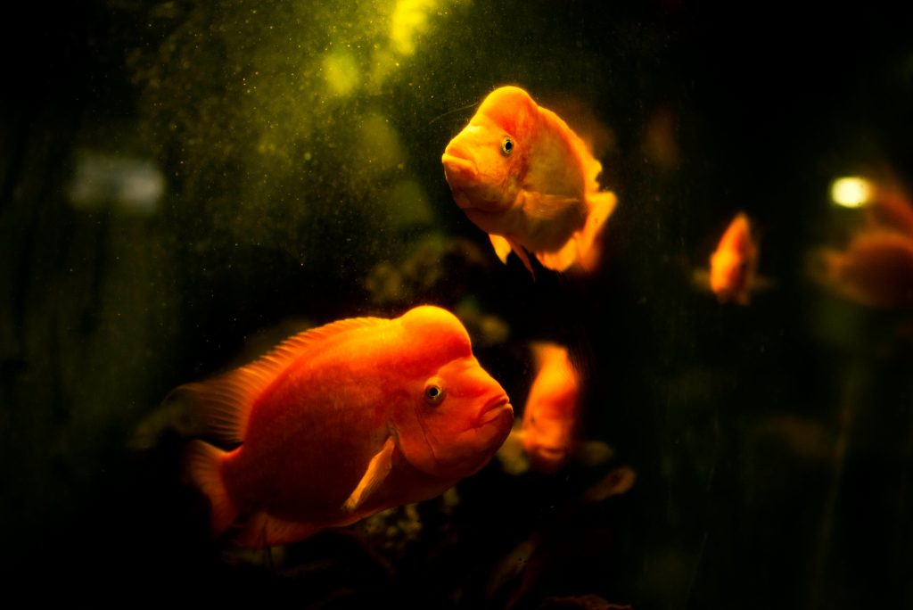 best aquarium store in pune 1